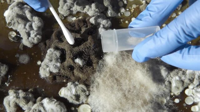 Malt Extract Agar in Petri dish use for growth media to isolate and cultivate yeasts, molds and fungal testing clinical samples, hold in scientist hands in medical health laboratory analysis disease.