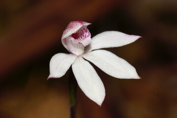Caladenia alpina, the mountain caladenia, orchid with white flower in Tasmania