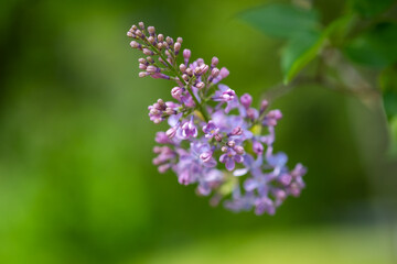 Obraz premium Purple lilac flowers as background. Spring time