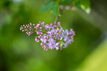 Colorful purple Lilacs blossoms