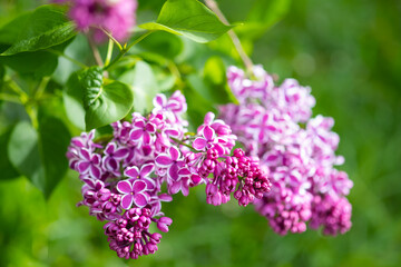 Purple lilac flowers with white border "Sensation" in the park