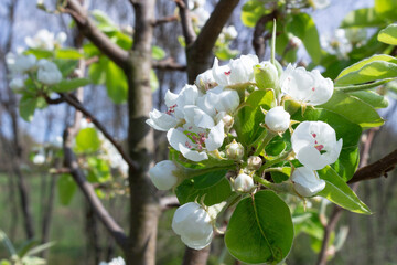 Branches of a blossoming pear tree on a sunny spring day in the garden.