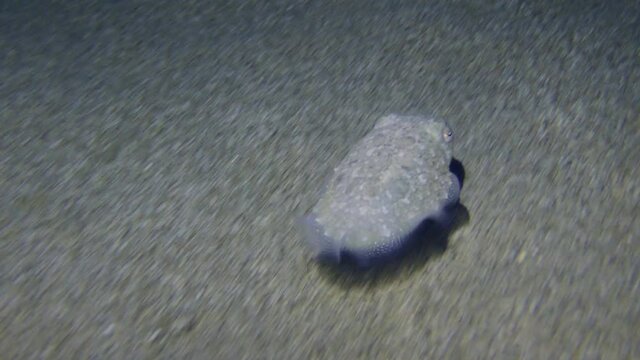 Common cuttlefish (Sepia officinalis) swims quickly over a sandy bottom, then it speeds up and leaves the frame.