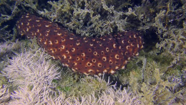 The back of the Variable Sea Cucumber (Holothuria sanctori) slowly disappears among the algae on the rocky bottom.