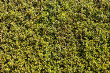 green hedge, close up view, texture background