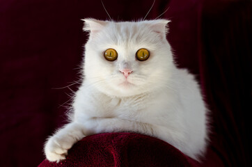 Beautiful white cat on a dark background