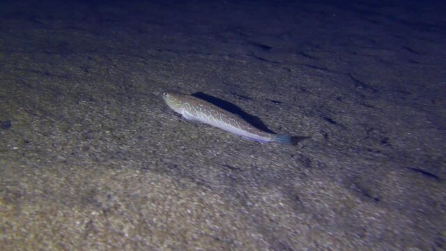 Marine life: Greater weever (Trachinus draco) slowly swims over a sandy bottom, then sinks to the bottom.