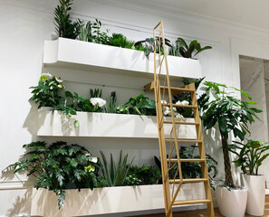 Indoor vertical gardening. Shelves with tropical plants on the wall with a ladder. Vertical landscaping with anthurium, zamioculcas, sansevieria, orchid. Modern eco design for home and office.