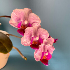 Bl&uuml;hende Orchidee lila pink violett wei&szlig;