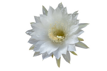Macro white cactus flowers in a beautiful nursery are in full bloom. Cactus with flower, in a brown pot on nature background.