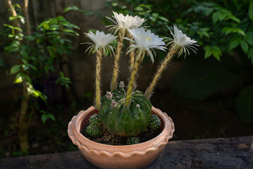 Macro white cactus flowers in a beautiful nursery are in full bloom. Cactus with flower, in a brown pot on nature background.