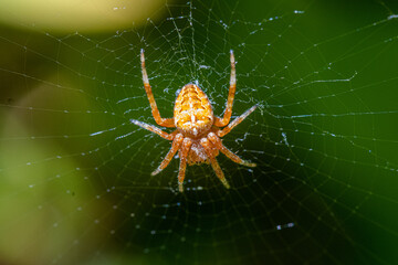 Garden spider