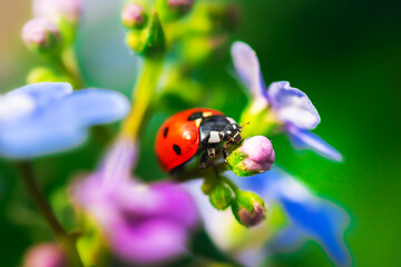 Close-up macro of red ladybug on a flowers