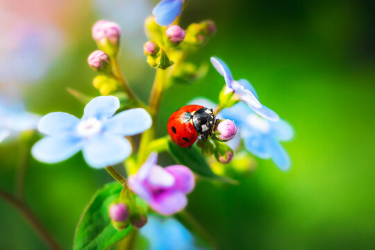 Ladybug on backyard, nature summer and spring photo