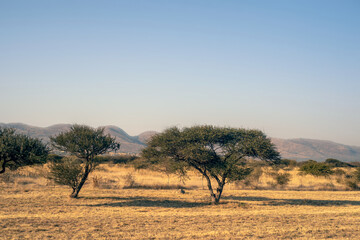 South African North West Province landscape with trees 