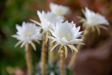 Macro white cactus flowers in a beautiful nursery are in full bloom. Cactus with flower, in a brown...