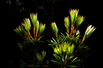 Naklejka na ściany i meble Cyathodes platystoma, the Tall Cheeseberry, green leaves and black background, Tasmania