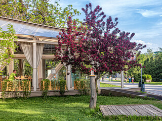 Red-leaved decorative apple tree Royal Beauty