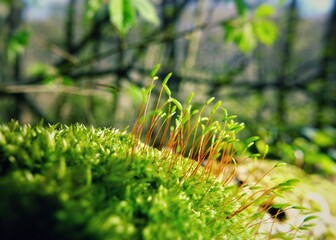 Thick green moss in the forest closeup