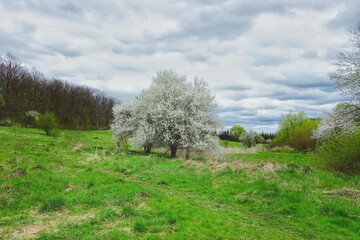 Fototapeta na wymiar Blooming fruit tree in the meadow