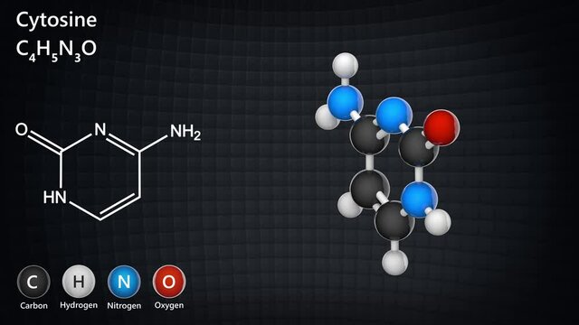 Cytosine. Nitrogenous base molecular structure(DNA and RNA parts). C4H5N3O. 3D render. Seamless loop. Chemical structure model: Ball and Stick.