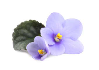 Purple flowers of violet plant and green leaf on white background