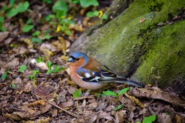 Male common chaffinch in the spring park.