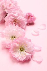 Beautiful sakura tree blossoms on pink background, closeup