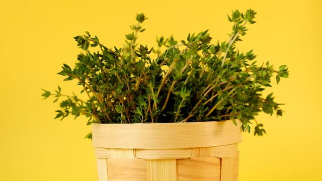 Thyme spicy herb.Thyme sprigs close-up on a yellow background.Spices and herbs