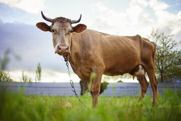 Brown cow grazing on sping garden.