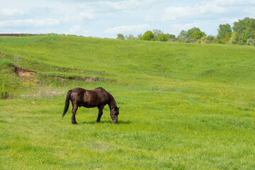 Fototapeta na wymiar Photo of a horse in a green pasture.