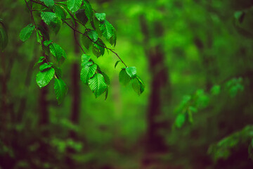 Spring green forest