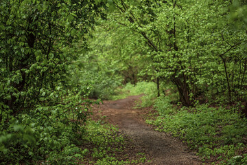 Dark moody forest