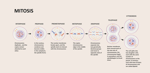 Stages of mitosis. Cell division process, biological phases scheme with interphase, prophase, metaphase, anaphase, telophase and cytocinesis. - obrazy, fototapety, plakaty