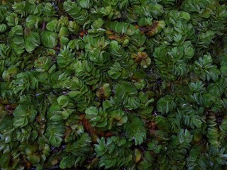 Giant salvinia or kariba weed floating on a pond surface