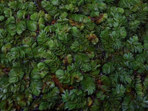 Giant Salvinia Or Kariba Weed floating On A Pond Surface