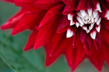 Red dahlia isolated on green blur background.