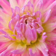 Obraz na płótnie Canvas Macro photo of a pink dahlia. Flowers background