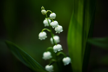 Lily of the valley