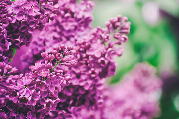 Obraz premium Spring lilac flowers