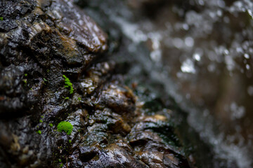 Obraz premium Beautiful bright green moss growing on rock walls, waterfalls, and on-ground in moist forests. Selective focus moss in nature for wallpaper and copy space.