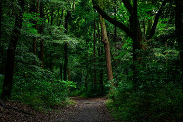 濃い緑の森と木