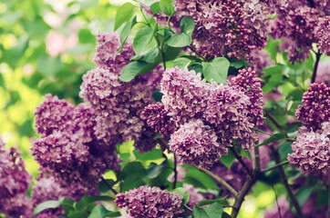 Spring lilac flowers
