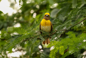 Weaver bird sitting on tree