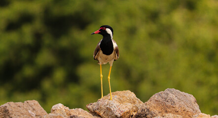 bird sitting on rock