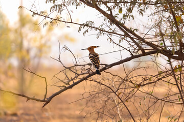 Woodpecker sitting on tree branch