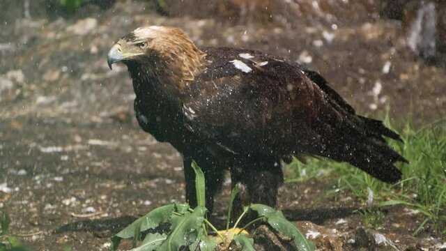 eagle on the ground in the rain