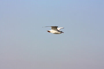 Seagull fly over a city and sea freely.