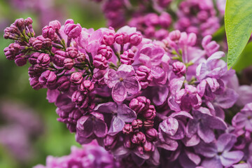 Spring lilac flowers