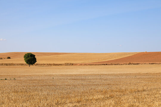 trigales campos cultivados de castilla la mancha burgos espa&ntilde;a 4M0A3215-as21